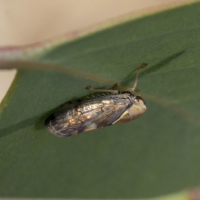Brunotartessus fulvus (Yellow-headed Leafhopper) at Weetangera, ACT - 9 Mar 2020 by AlisonMilton