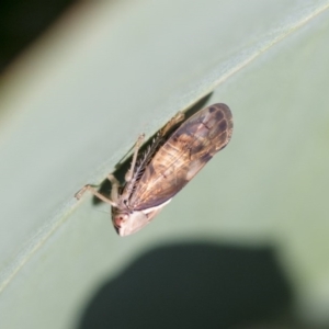 Brunotartessus fulvus at Weetangera, ACT - 10 Mar 2020