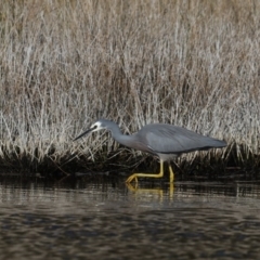 Egretta novaehollandiae (White-faced Heron) at Congo, NSW - 8 Jul 2020 by jbromilow50