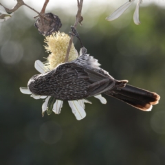 Anthochaera chrysoptera (Little Wattlebird) at Congo, NSW - 8 Jul 2020 by jbromilow50