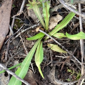 Microseris walteri at Burra, NSW - 12 Sep 2020