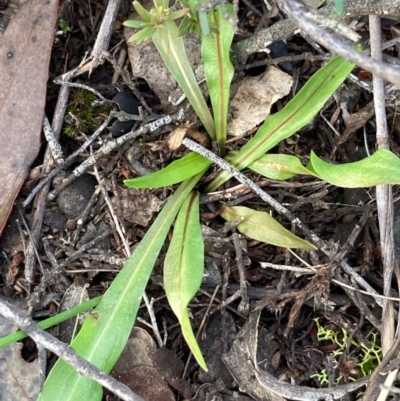 Microseris walteri (Yam Daisy, Murnong) at Burra, NSW - 12 Sep 2020 by Safarigirl