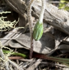 Microseris walteri at Burra, NSW - 12 Sep 2020