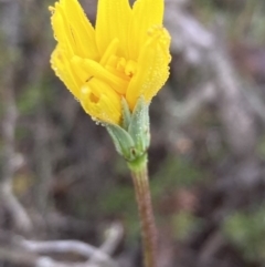 Microseris walteri at Burra, NSW - 12 Sep 2020