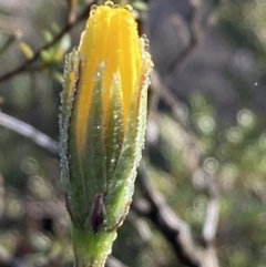 Microseris walteri at Burra, NSW - 12 Sep 2020