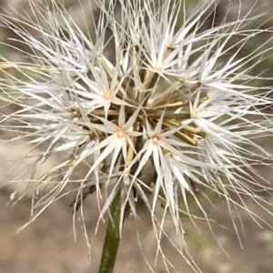 Microseris walteri at Burra, NSW - 12 Sep 2020