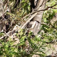 Anthochaera carunculata (Red Wattlebird) at Wolumla, NSW - 17 Jul 2020 by RossMannell