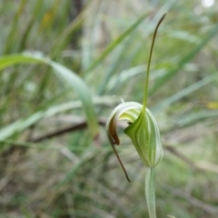 Diplodium decurvum (Summer greenhood) at Tennent, ACT - 6 Apr 2014 by AaronClausen