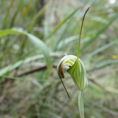 Diplodium decurvum (Summer greenhood) at Tennent, ACT - 6 Apr 2014 by AaronClausen