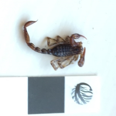 Cercophonius squama (Wood Scorpion) at Mirador, NSW - 19 Jul 2020 by hynesker1234