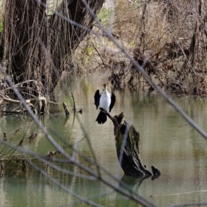 Microcarbo melanoleucos at Melba, ACT - 19 Jul 2020