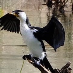 Microcarbo melanoleucos at Melba, ACT - 19 Jul 2020