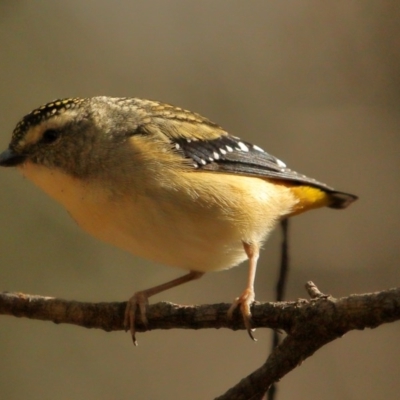 Pardalotus punctatus (Spotted Pardalote) at Morton National Park - 19 Jul 2020 by Snowflake