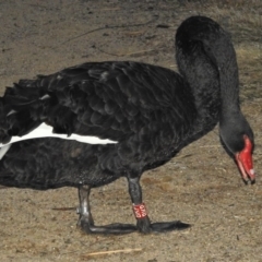 Cygnus atratus at Greenway, ACT - 18 Jul 2020