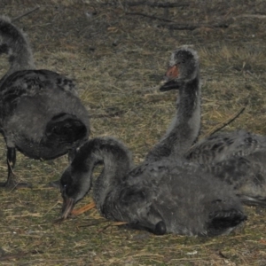 Cygnus atratus at Greenway, ACT - 18 Jul 2020