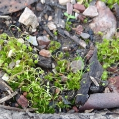 Funaria hygrometrica (Moss) at Bruce, ACT - 18 Jul 2020 by JanetRussell