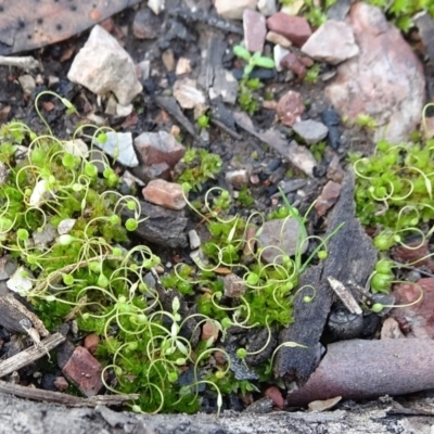 Funaria hygrometrica (Moss) at Bruce Ridge to Gossan Hill - 18 Jul 2020 by JanetRussell