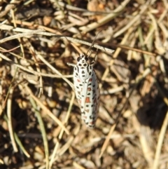 Utetheisa pulchelloides at Jerrabomberra, ACT - 1 Apr 2018