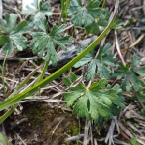 Geranium solanderi at Murrumbateman, NSW - 5 Jul 2020