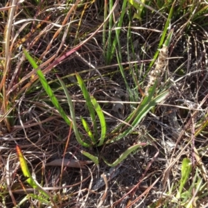 Plantago sp. at Murrumbateman, NSW - 5 Jul 2020 03:43 PM