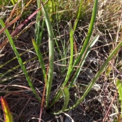 Plantago sp. at Murrumbateman, NSW - 5 Jul 2020 03:43 PM