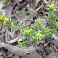 Pultenaea procumbens (Bush Pea) at Bruce, ACT - 18 Jul 2020 by JanetRussell