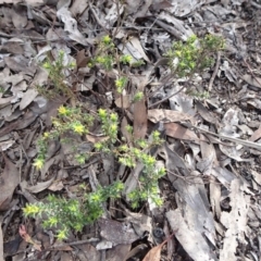 Pultenaea procumbens at Bruce, ACT - 18 Jul 2020