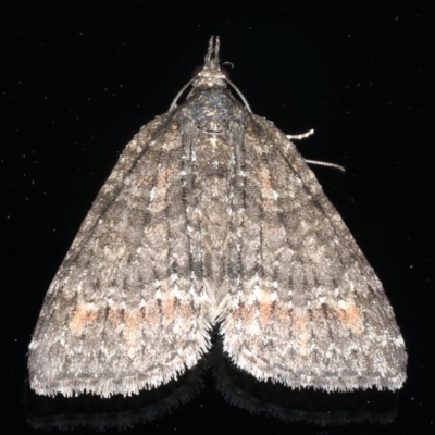 Microdes squamulata (Dark-grey Carpet) at Ainslie, ACT - 18 Jul 2020 by jbromilow50