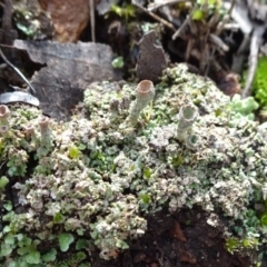 Cladonia sp. (genus) (Cup Lichen) at Gossan Hill - 18 Jul 2020 by JanetRussell