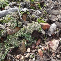 Cladonia sp. (genus) at Bruce, ACT - 18 Jul 2020