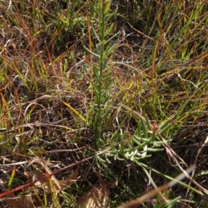 Stackhousia monogyna at Murrumbateman, NSW - 5 Jul 2020 03:22 PM