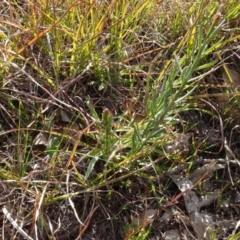 Stackhousia monogyna at Murrumbateman, NSW - 5 Jul 2020