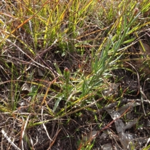 Stackhousia monogyna at Murrumbateman, NSW - 5 Jul 2020