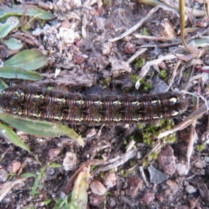 Apina callisto at Tuggeranong DC, ACT - 18 Jul 2020