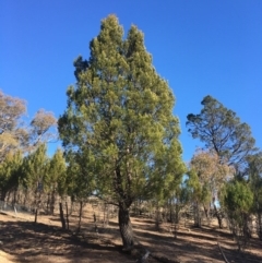 Callitris endlicheri (Black Cypress Pine) at Corrowong, NSW - 19 Jul 2020 by BlackFlat