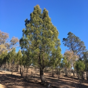 Callitris endlicheri at Corrowong, NSW - 19 Jul 2020