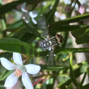 Tachinidae (family) at Corrowong, NSW - 29 Oct 2019