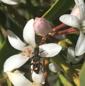 Eleale pulchra at Corrowong, NSW - 29 Oct 2019