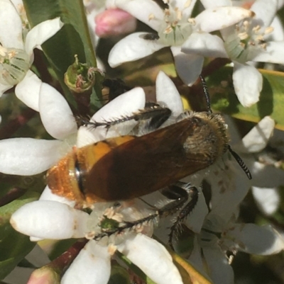 Radumeris tasmaniensis (Yellow Hairy Flower Wasp) at Corrowong, NSW - 29 Oct 2019 by BlackFlat