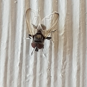 Eumerus sp. (genus) at Corrowong, NSW - 1 Nov 2019