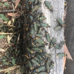 Chauliognathus lugubris (Plague Soldier Beetle) at Corrowong, NSW - 18 Jan 2020 by BlackFlat