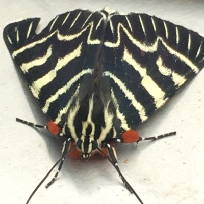 Comocrus behri (Mistletoe Day Moth) at Corrowong, NSW - 5 Feb 2020 by BlackFlat