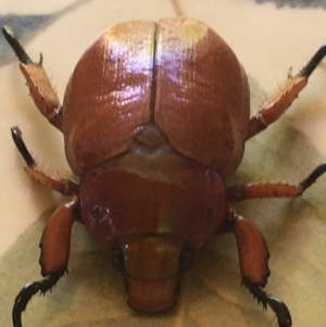 Anoplognathus montanus at Corrowong, NSW - 4 Dec 2019