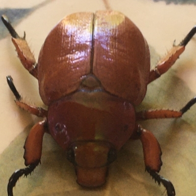 Anoplognathus montanus (Montane Christmas beetle) at Corrowong, NSW - 4 Dec 2019 by BlackFlat
