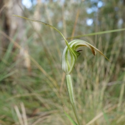 Diplodium decurvum (Summer greenhood) at Tennent, ACT - 6 Apr 2014 by AaronClausen