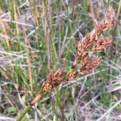 Lepidosperma longitudinale (Pithy Sword-sedge) at Wollogorang, NSW - 17 Jul 2020 by JaneR