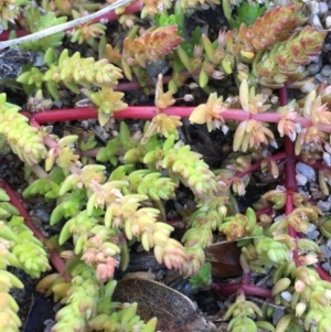 Crassula sieberiana at Wollogorang, NSW - 17 Jul 2020