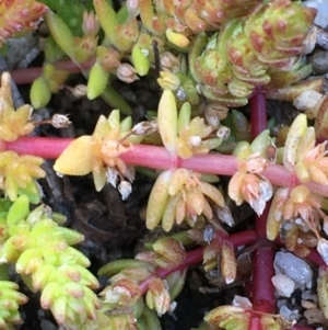 Crassula sieberiana at Wollogorang, NSW - 17 Jul 2020