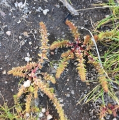 Crassula sieberiana at Wollogorang, NSW - 17 Jul 2020 12:53 PM