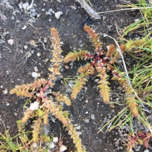 Crassula sieberiana at Wollogorang, NSW - 17 Jul 2020 12:53 PM